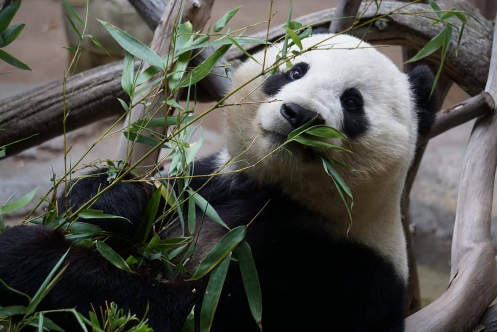 panda exhibit columbus zoo